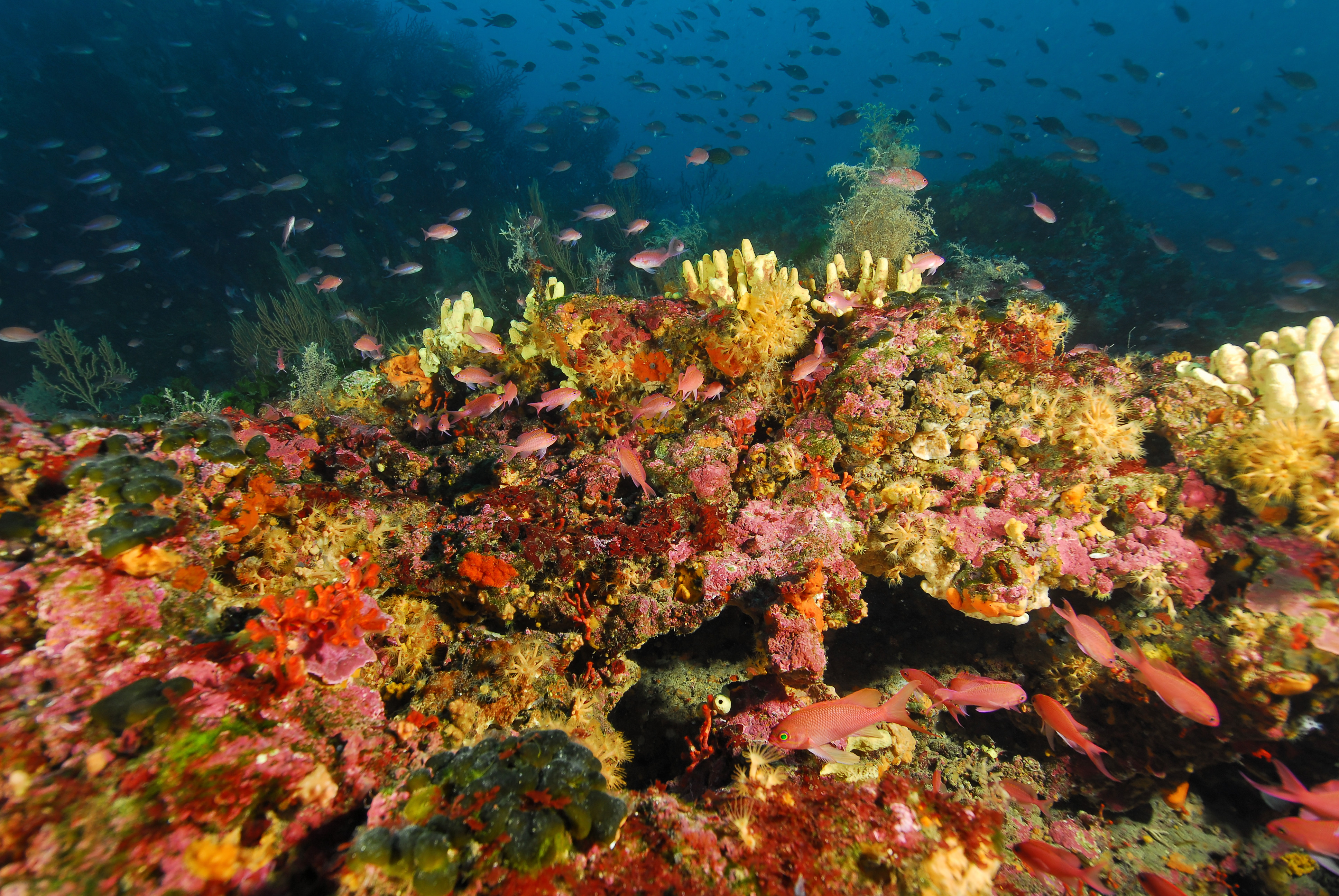 Photo of coralligenous habitats