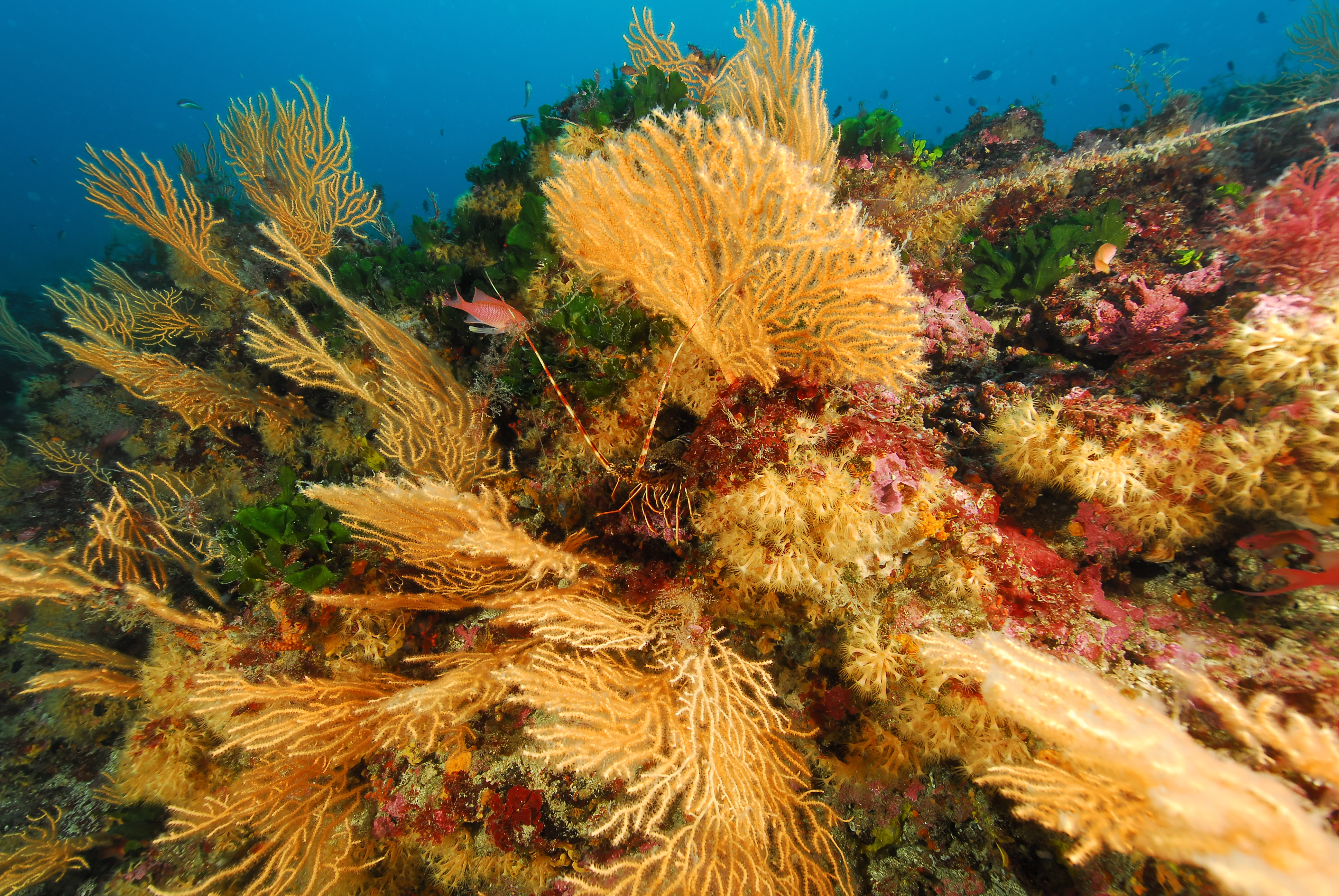 Photo of coralligenous habitats