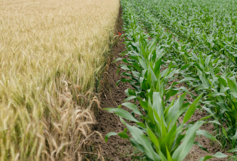 Picture of a field with two types of crops