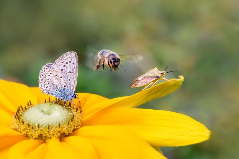 Butterflies and a bee foraging a flower