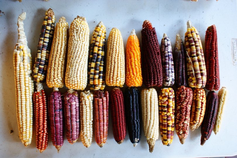 corn cobs gallery of various colors illustrating the diversity of varieties of this species.