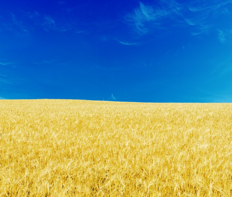 Champ de blé avec un ciel bleu reprenant les couleurs du drapeau ukrainien.