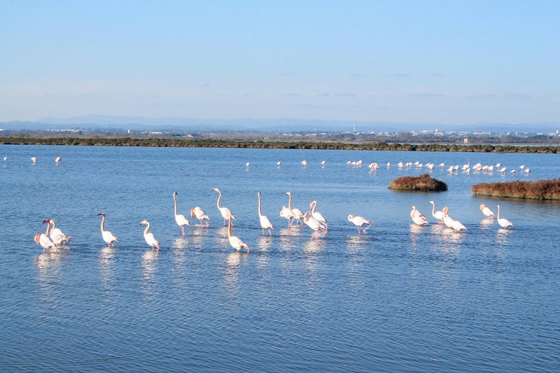 Lagon grec de Palavas les Flots avec des flamands roses