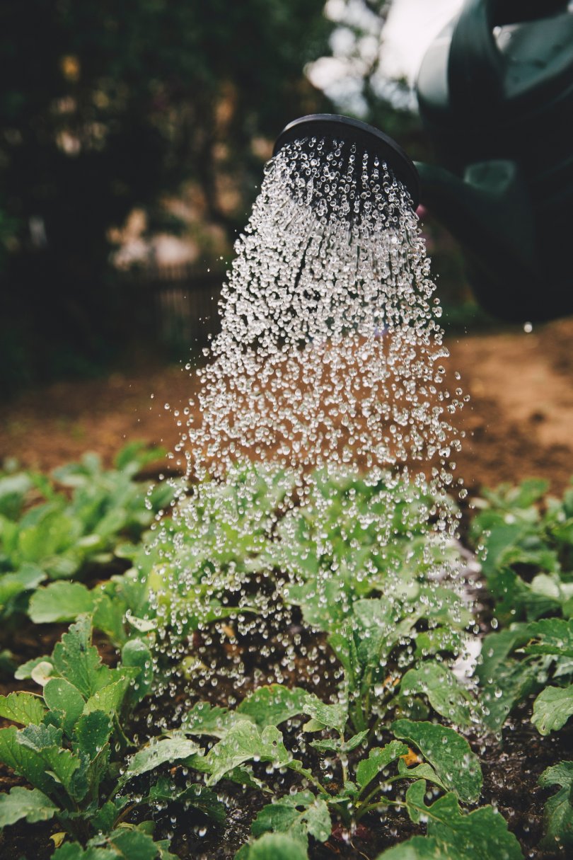 plants being watered