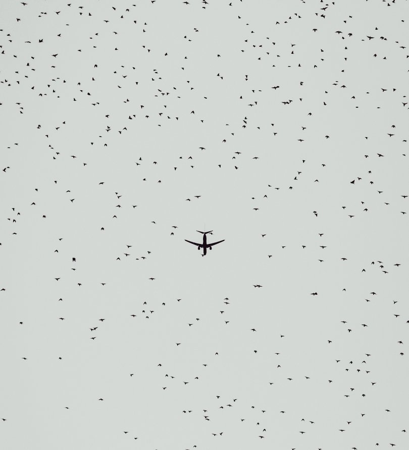 Avion survolant une nuée d'oiseaux.