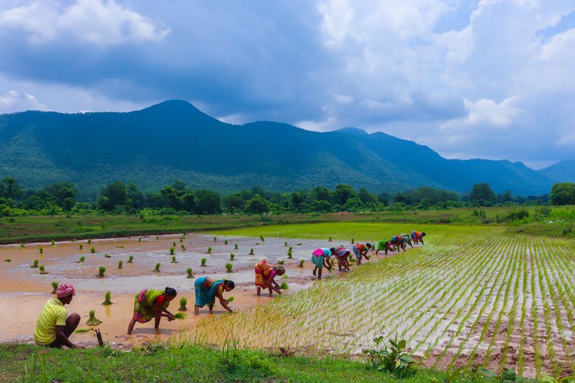 group working in a paddy field.