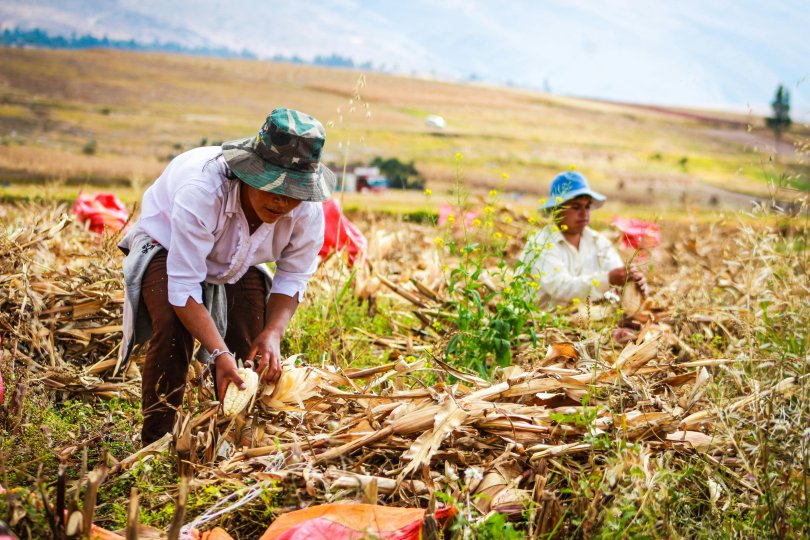 Paysage agricole et agriculteurs récoltant du maïs à Pérù