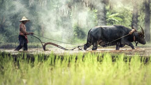 Ricefield in South Asia - CC0 1.0